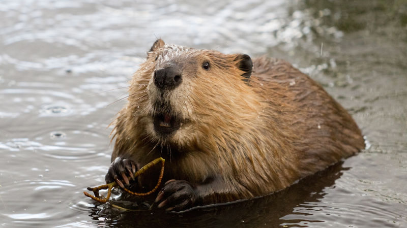 Beaver shot by Daniel Rose